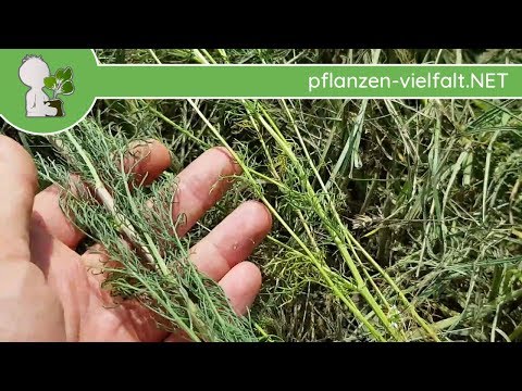 Echte Kamille vs. Geruchlose Kamille - Unterschiede/Unterscheidung - 31.05.18 - Pflanzen bestimmung