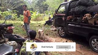 Download lagu Moro bagong di Ciamis banjarsari - Satu ekor masuk ke perangkap Lapun mp3 Download lagu Moro bagong di Ciamis banjarsari - Satu ekor masuk ke perangkap Lapun mp3