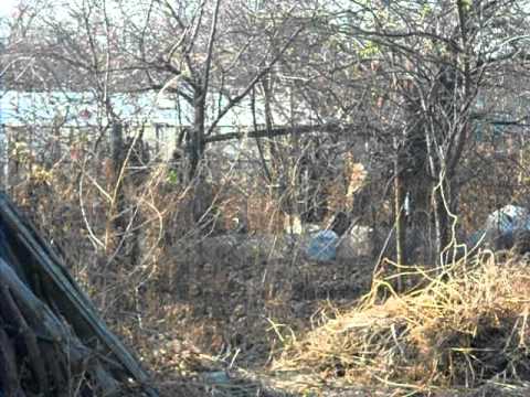 nebuna din poenari apostoli