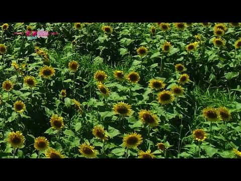 若狭みやがわひまわり畑
