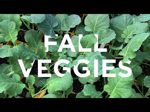 Fall Veggies