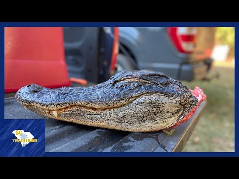 Cleaning an Alligator Skull