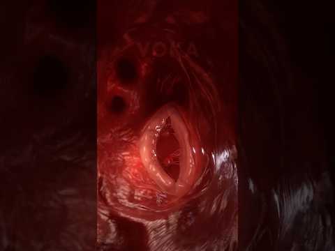 The heart in action: explore its motion with stunning 3D animation