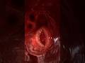 The heart in action: explore its motion with stunning 3D animation