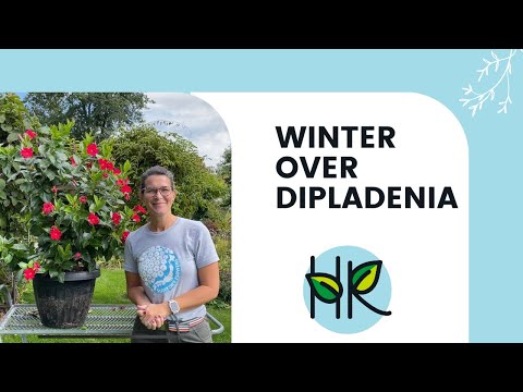 Wintering Over Mandevilla & Dipaldenia