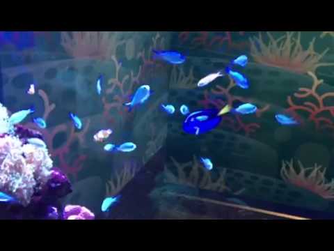 会計学科 水族館 木村勝則滋賀県高島市！