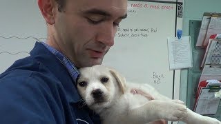 How Does This Happen?! Poor Pup :(