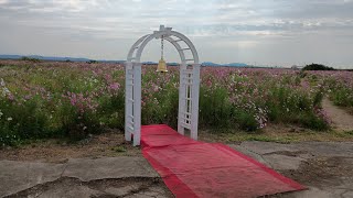 20251019 佐賀県 佐賀空港コスモス園