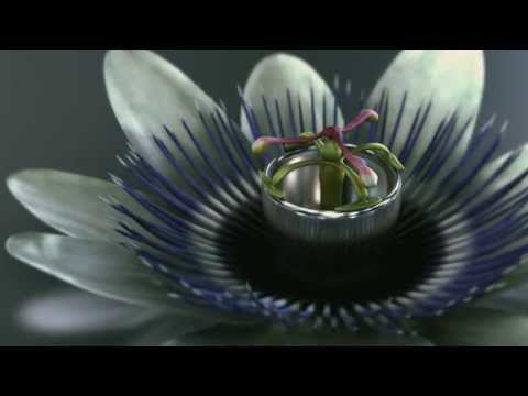 THX Deep Note Trailer: Amazing Life