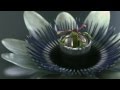 THX Deep Note Trailer Amazing Life