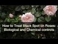 Black spot on roses - the most common disease. How to treat it.