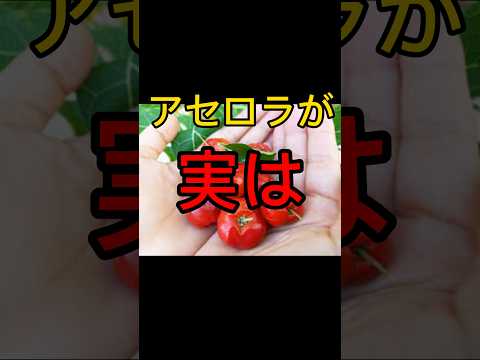 マルピーギア グラブラ Syn.マルピーギア・プニシフォリア