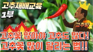 고추 교육 1부!! 수확량 늘리는 법!! 꽃이 많이 열려야 고추가 풍년! 꽃 달리는 법은?? | 농사 100…