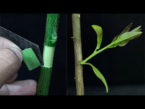 Grafting Citrus Trees with the Patch Bud - Making a Fruit Cocktail Tree