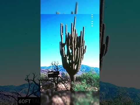 The Giant Mexican Cardon; is considered the tallest cactus species in the world.