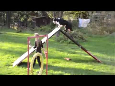 ~Buddy~  | Agility trénink 23.9.