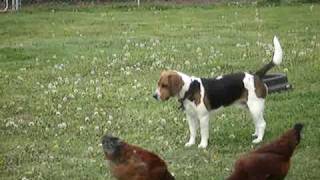 preview picture of video 'Beagle Vs Chickens'