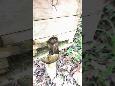 Semillas que protegen la abejas