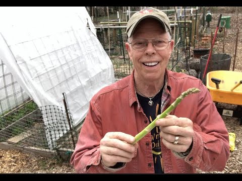 , title : 'Growing Asparagus in Raised Beds - How to Grow Organic Asparagus'