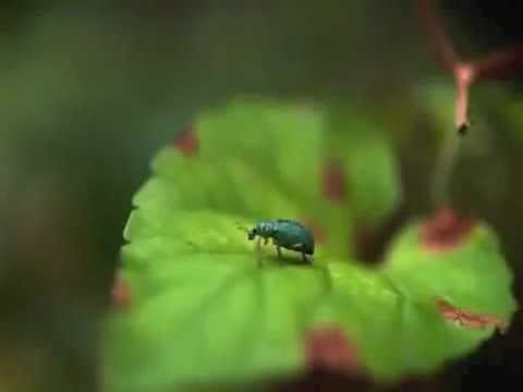 horrific forest accident