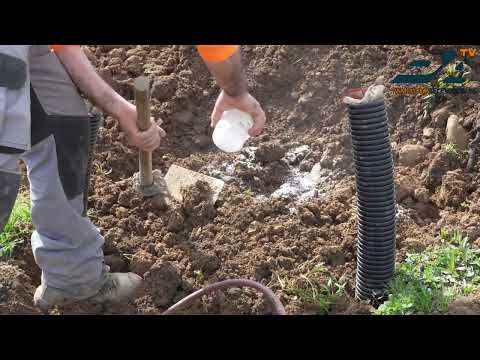 [VIDEO] Pamplona planta casi 400 olmos resistentes a la grafiosis en varias zonas de la ciudad 