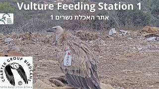 LIVE Vulture Feeding Station CAM 1|Israel Nat. and Parks Auth.| Charter Group of Wildlife Ecol. live webcam