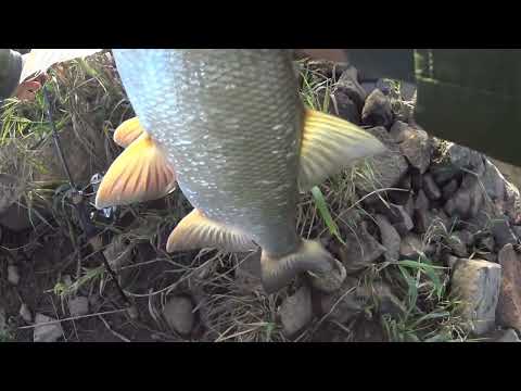 Tym razem jesienne bolenie i szczupaczki z Odry na spinning | Odra po zatruciu, a ryba bierze...