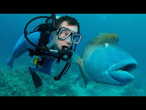 Vous êtes aussi un poisson ? ! vidéo sur les animaux et les humains les plus drôles