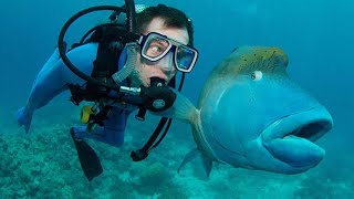 Vous êtes aussi un poisson ? ! vidéo sur les animaux et les humains les plus drôles