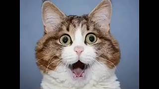 Download lagu story wa lucu kucing joget tiktok mp3
