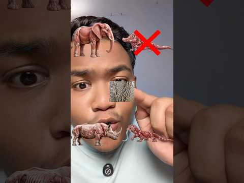 Jangan Salah Teka Kulit Haiwan