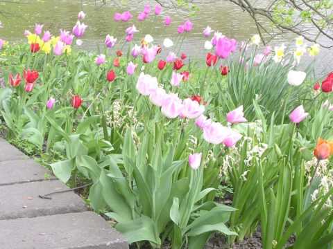 DANIELA MAIMONE - Concerto per Fisarmonica e Orchestra 1° T (Jean Françaix).wmv