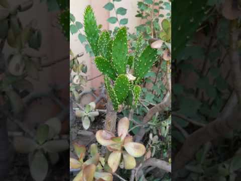 My horrible LANDLORDS that Retaliate against their tenants. THIS IS ASLANIAN VICTORY PLC AND LJ PROP