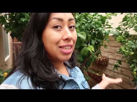 Tips on Growing Mexican Key Limes ♡ container garden ♡ Tree Update