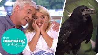 Holly Freaks Out as Pet Rook Runs Amok in the Studio | This Morning