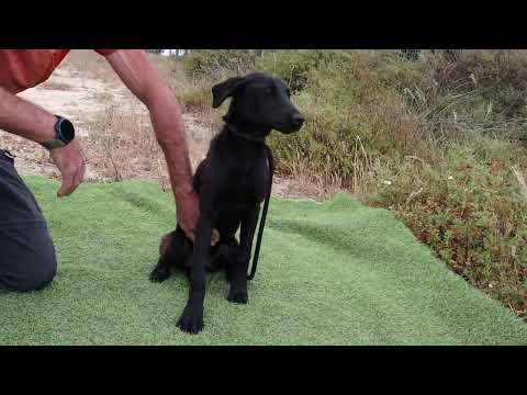 Vídeo de SHURI