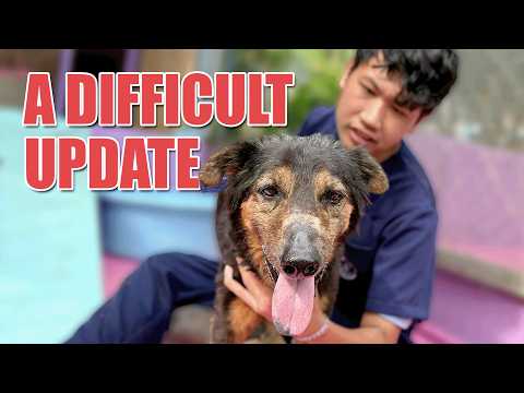 The reality of dog rescue: Atlas needs us more than ever