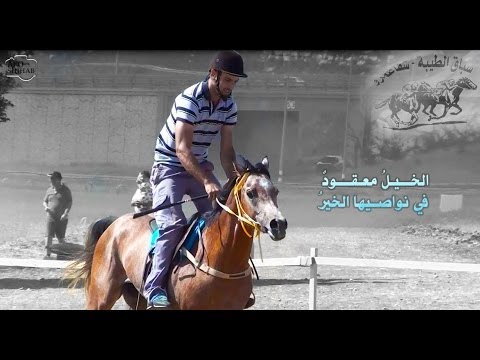 سباق الطيبة شفاعمرو : سباق للخيول العربية - موقع صنوبر