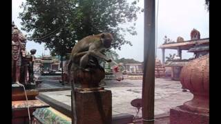 Polite Monkey- Batu Cave