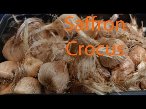 download lagu mp3 mp4 Safflower Vs Saffron, download lagu Safflower Vs Saffron gratis, unduh video klip Safflower Vs Saffron
