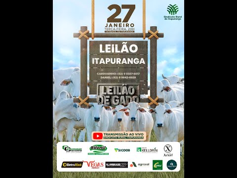 Leilão do Sindicato Rural de Itapuranga -27/01/2026 | Leilão ao Vivo - Leilão de Gado