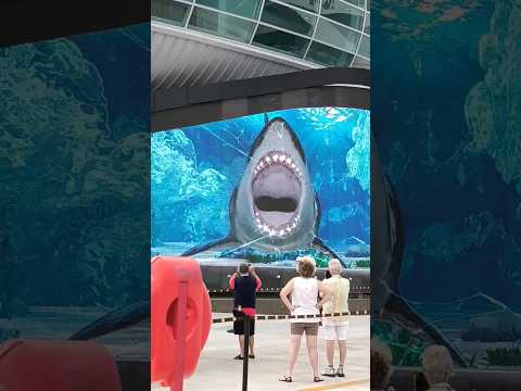 Giant Shark Attacks Aquarium Glass Nassau Bahamas
