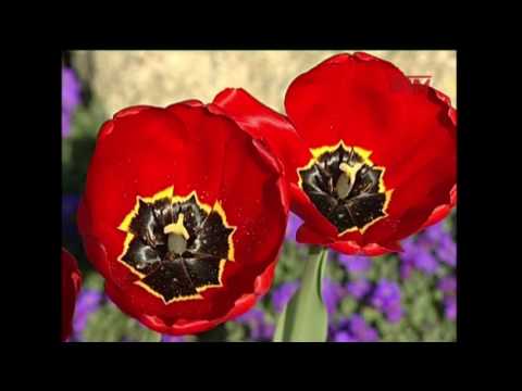 POLSKIE KWIATY - MONIKA GRAJEWSKA