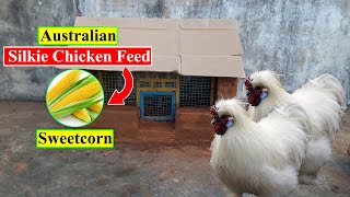 Australian Silkie Chicken Feed | Sweetcorn | Organic Chicken Feed | Birds and Animals Planet