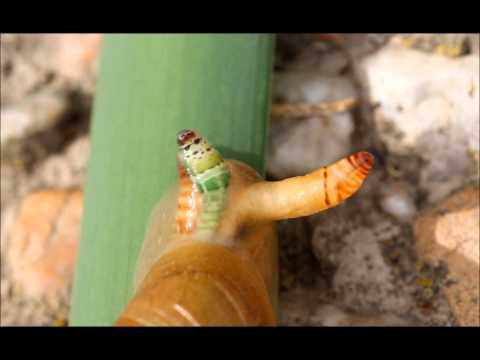 29.6.2015 - motolice podivná