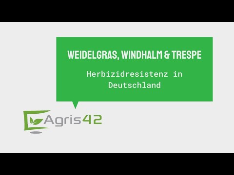 Herbizidresistenzen in Weidelgras, Windhalm & Trespe