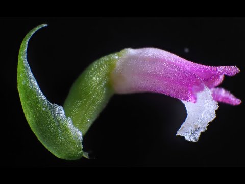 New orchid species found in Japan