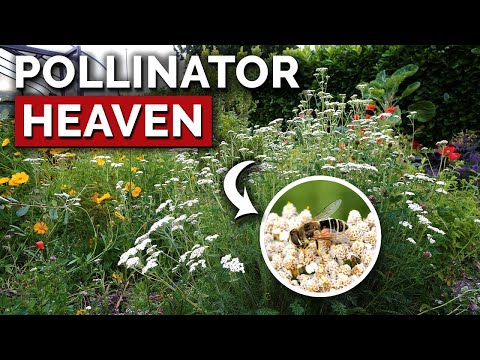 11 MUST Grow Pollinator Garden Plants 