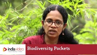 Biodiversity Pockets Of Western Ghats 