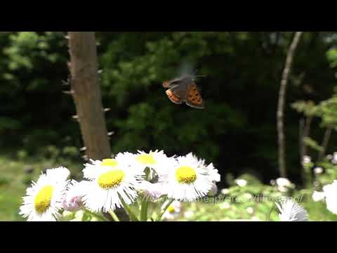 庭のベニシジミ　Common copper（Lycaena phlaeas）